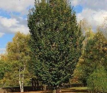 Carpinus betulus Emerald Avenue - (Photo J. Frank Schmidt)