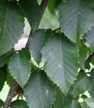 Carpinus betulus Emerald Avenue - (Photo J. Frank Schmidt)