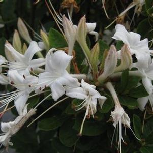 Rhododendron viscosum 