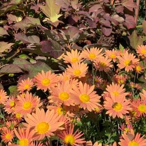 Chrysanthemum Rustic Glow