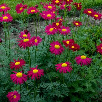 Tanacetum coccineum 'Robinson's Red' - Painted Daisy (Photo: Walter's Gardens, Inc.)