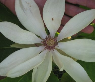Magnolia tripetala - Umbrella Magnolia