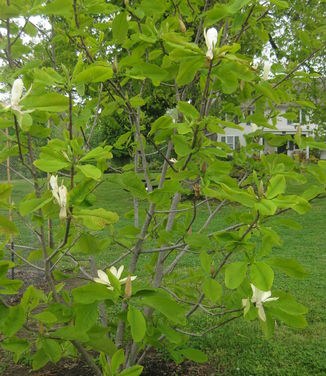 Magnolia tripetala