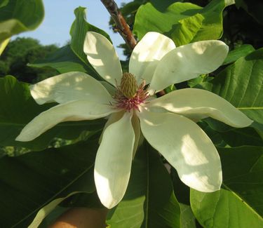 Magnolia tripetala - Umbrella Magnolia