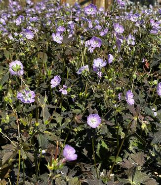 Geranium maculatum 'Crane Dance' - Spotted Cranesbill from Pleasant Run Nursery