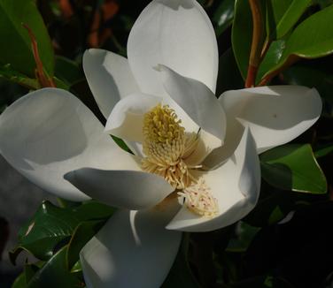 Magnolia grandiflora Bracken's Brown Beauty