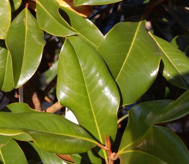 Magnolia grandiflora 'Bracken's Brown Beauty'