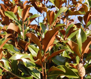 Magnolia grandiflora 'Bracken's Brown Beauty'