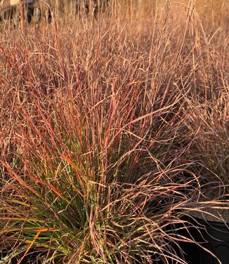 Schizachyrium scoparium 'Prairie Blues' - Little Bluestem from Pleasant Run Nursery