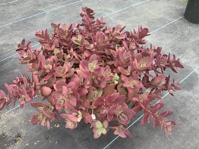 Sedum x 'Firecracker' - Stonecrop from Pleasant Run Nursery