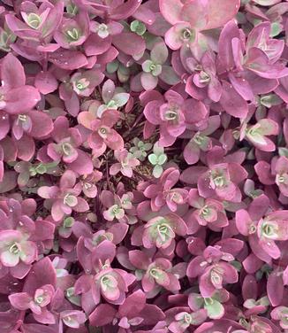 Sedum x 'Firecracker' - Stonecrop from Pleasant Run Nursery