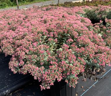 Sedum x 'Steel the Show' - Stonecrop from Pleasant Run Nursery