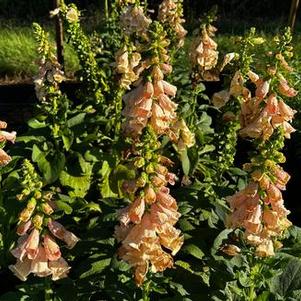 Digitalis purpurea Dalmatian Peach