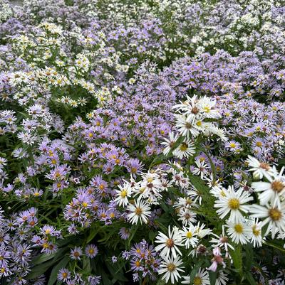 Aster novi-belgii 