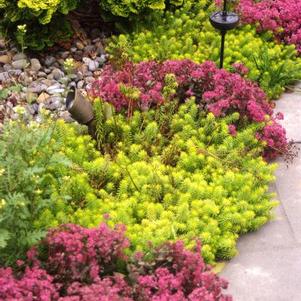 Sedum x Dazzleberry