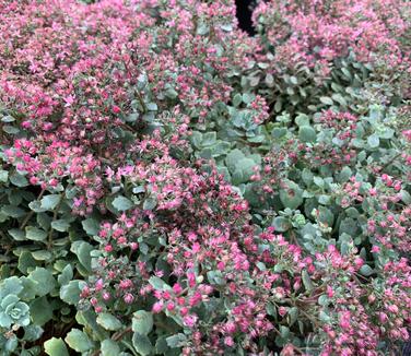 Sedum x 'Steel the Show' - Stonecrop from Pleasant Run Nursery