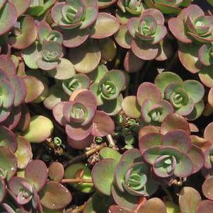 Sedum x Sunsparkler® 'Lime Zinger'