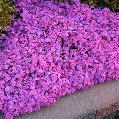 Phlox subulata 'Drummond's Pink' - Moss Phlox (Photo: Walter's Garden's Inc.)