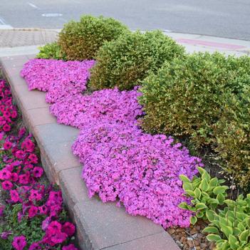 Phlox subulata 'Drummond's Pink' - Moss Phlox (Photo: Walter's Garden's Inc.)