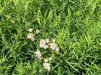 Pycnanthemum tenuifolium - Slender Mountain Mint from Pleasant Run Nursery