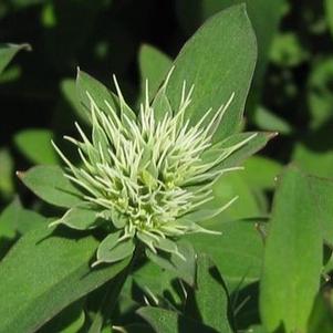 Pycnanthemum flexuosum 