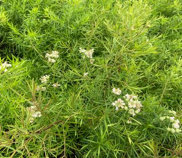 Pycnanthemum tenuifolium - Slender Mountain Mint from Pleasant Run Nursery