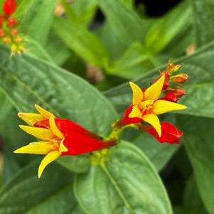 Spigelia marilandica Ragin Cajun