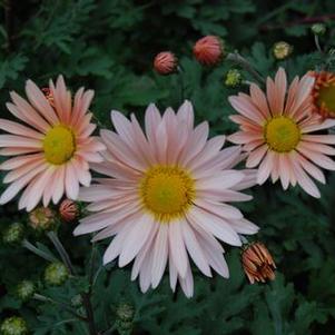 Chrysanthemum Hillside Sheffield Pink