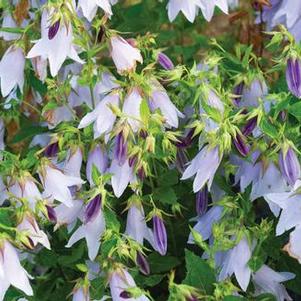 Campanula x Iridescent Bells