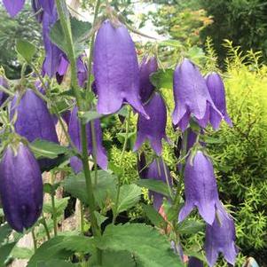 Campanula x Sarastro