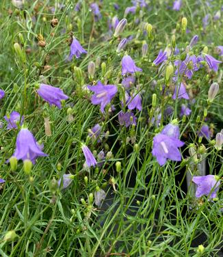 Campanula rotundifolia - Harebell - Bluebell from Pleasant Run Nursery