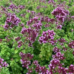 Origanum x Drops of Jupiter