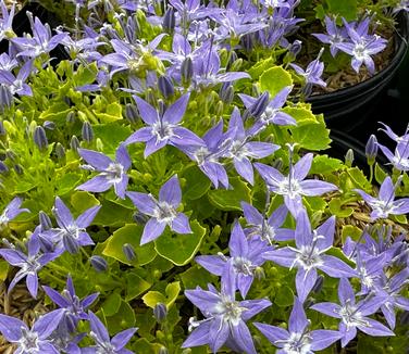 Campanula garganica 'Dickson's Gold' - Adriatic Bellflower from Pleasant Run Nursery