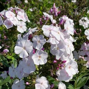 Phlox paniculata Garden Girls™ 'Party Girl'