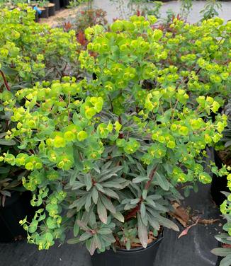 Euphorbia amygdaloides 'Golden Glory' - Wood Spurge from Pleasant Run Nursery