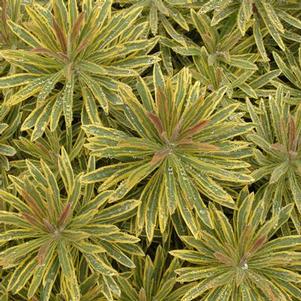 Euphorbia x martinii Ascot Rainbow