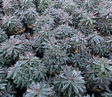 Euphorbia amygdaloides 'Golden Glory' - Wood Spurge from Pleasant Run Nursery