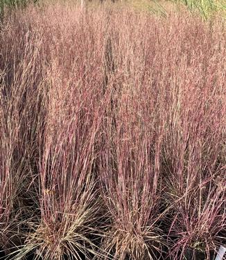 Schizachyrium scoparium 'Chameleon' - Little Bluestem from Pleasant Run Nursery