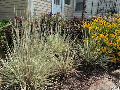 Schizachyrium scoparium 'Chameleon' 