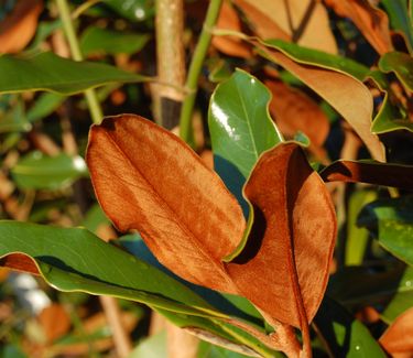 Magnolia grandiflora 'Kay Parris' 