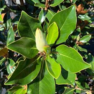 Magnolia grandiflora Little Gem