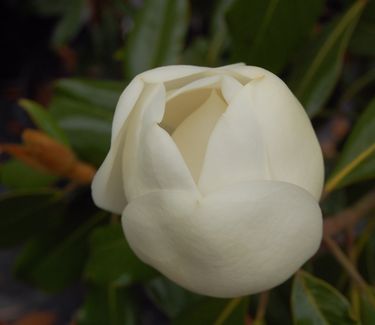 Magnolia grandiflora 'Kay Parris' - Southern Magnolia