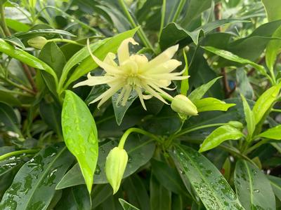 Illicium x 'Orion' - Anise Tree from Pleasant Run Nursery