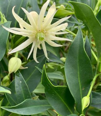 Illicium x 'Orion' - Anise Tree from Pleasant Run Nursery