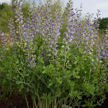 Baptisia x Decadence 'Blue Bubbly' - False Indigo (Photo: Walter's Gardens, Inc.)