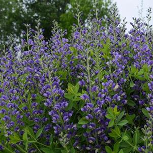 Baptisia x Decadence® 'Blueberry Sundae'