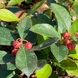 Gaultheria procumbens Cherry Berries