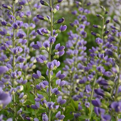 Baptisia x Decadence 'Blue Bubbly' - False Indigo (Photo: Walter's Gardens, Inc.)