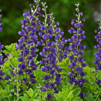 Baptisia x Decadence 'Sparkling Sapphires' - False Indigo (Photo: Walter's Gardens, Inc.)