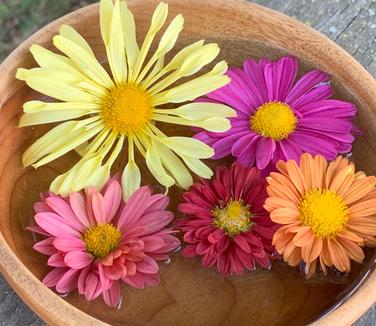 Chrysanthemum 'Mammoth 'Yellow Quill' - (upper left)